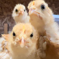 Blauer Freeman Farms Logo